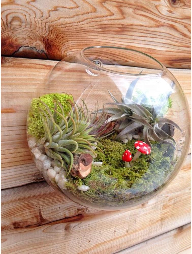 Set of 3 Wall-Mounted Terrariums for Indoor Plants - Mini Aquarium Wall Decor Planters